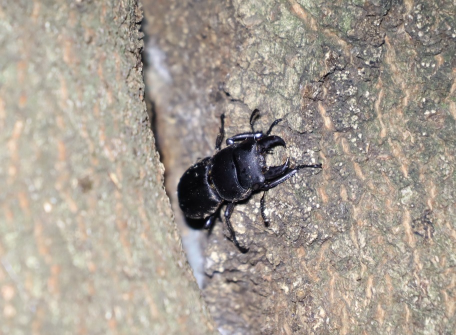 ヒラタクワガタ♂（時系列2）_シラカシ_2023年8月16日20時30分 気温26.8度